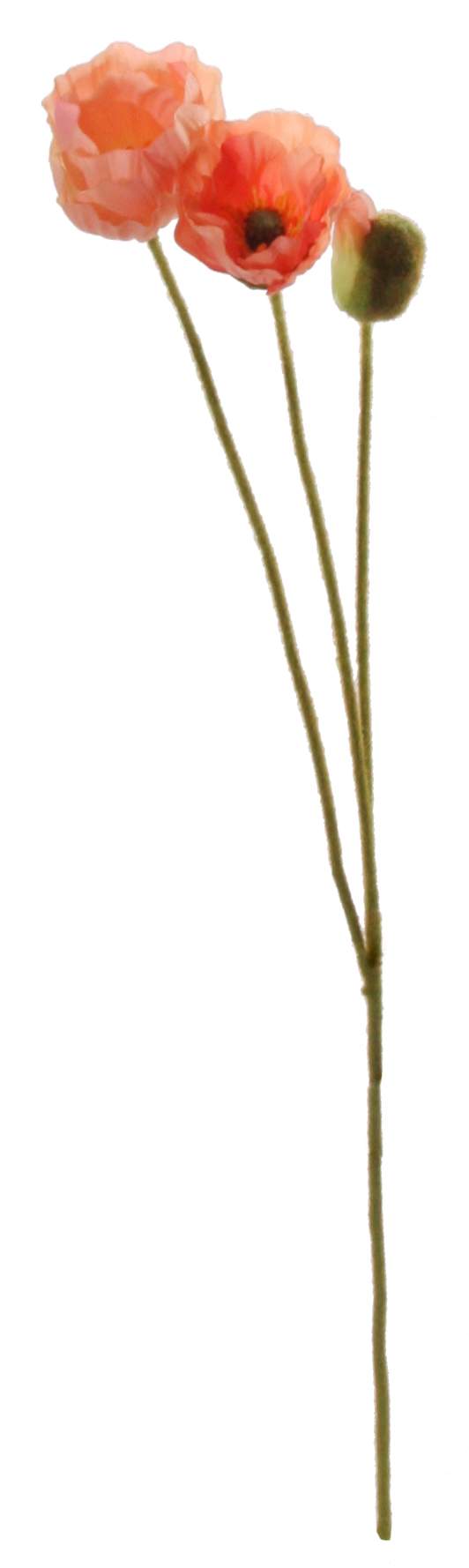 branche de fleur de pavot