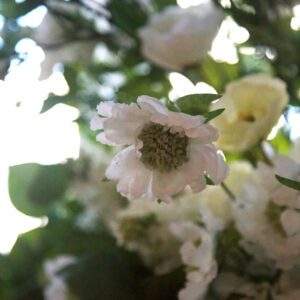 fiore scabiosa bianca