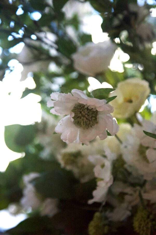 fiore scabiosa bianca
